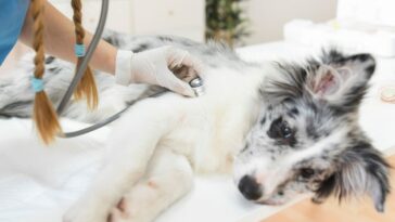 carvão ativado para animais