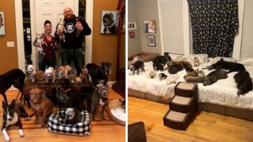 casa adaptada para cães idosos