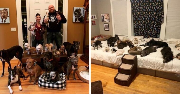 casa adaptada para cães idosos