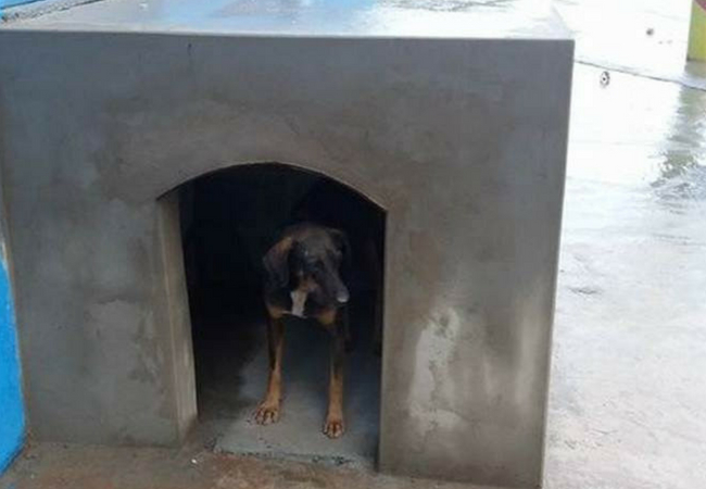 fazer casinha de cachorro com cimento