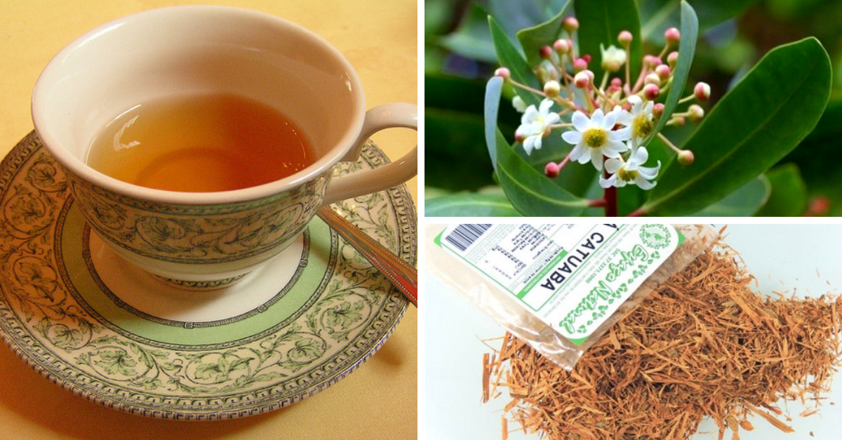 O que é e como consumir a catuaba