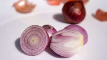 cebola para tratar enfermidades