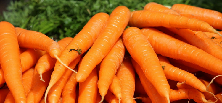 consumir cenoura safra de julho