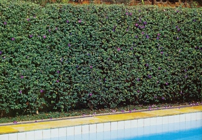 privacidade no seu terreno