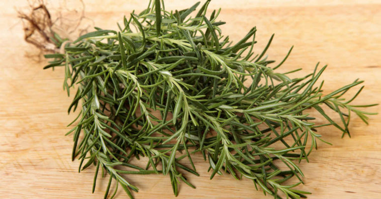 chá de alecrim para que serve