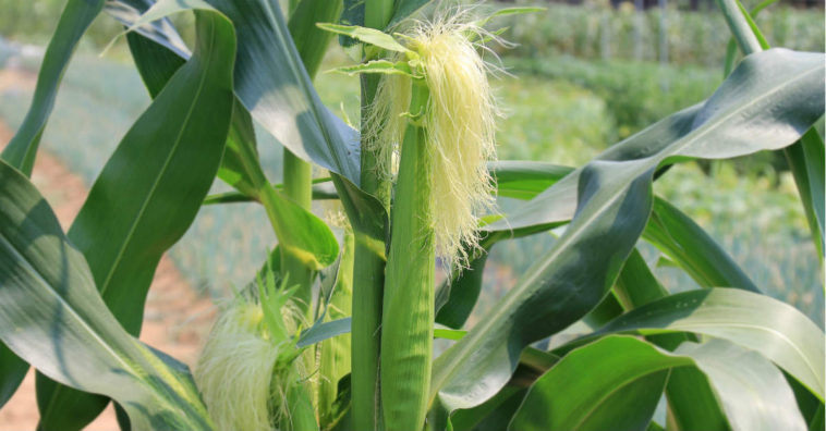 chá de cabelo de milho