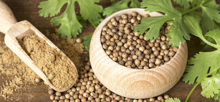 chá de coentro benefícios