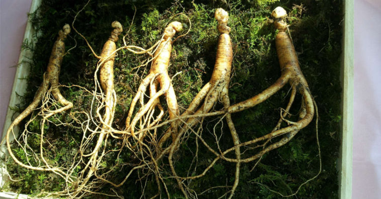 chá de ginseng