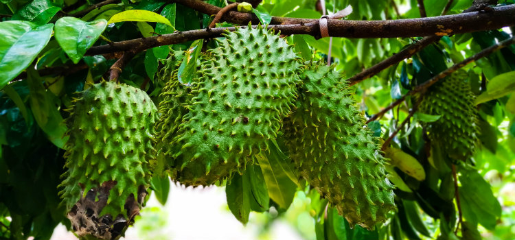 chá de graviola benefícios