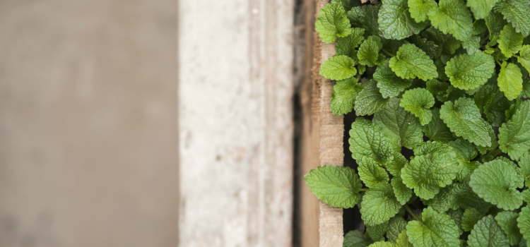 chá de hortelã quando tomar