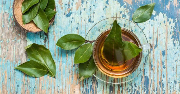 chá de louro emagrece