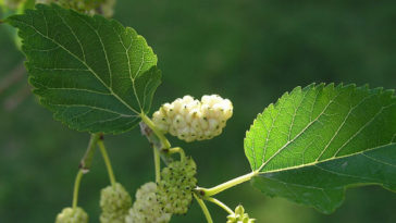 chá de amora branca