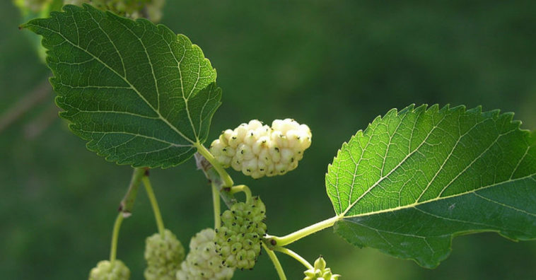 chá de amora branca