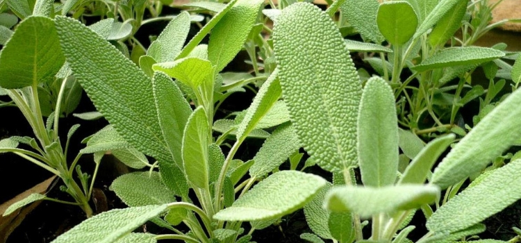 cha de salvia para diabetes