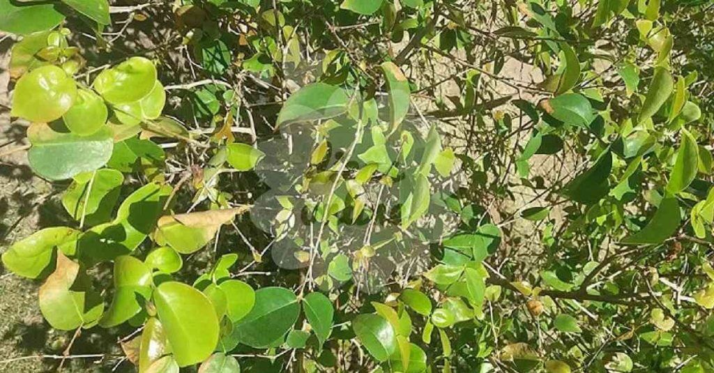 cha-tratar-prostata-diabetes