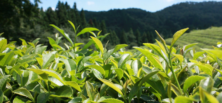 propriedades do chá verde plantação