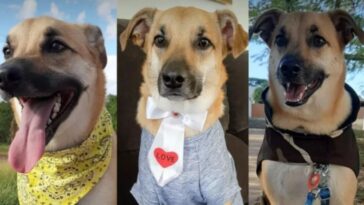 chico o cão destruidor