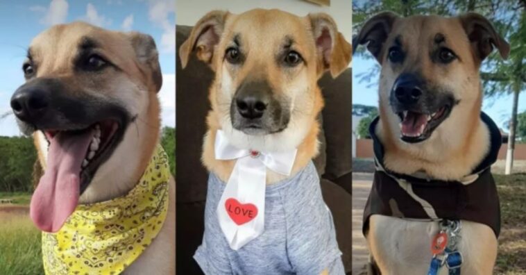 chico o cão destruidor