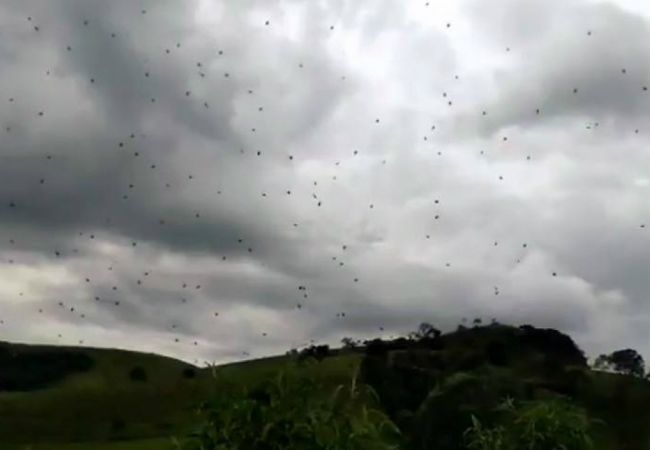 chuva de aranhas minas gerais