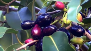 chá de folha de jamelão