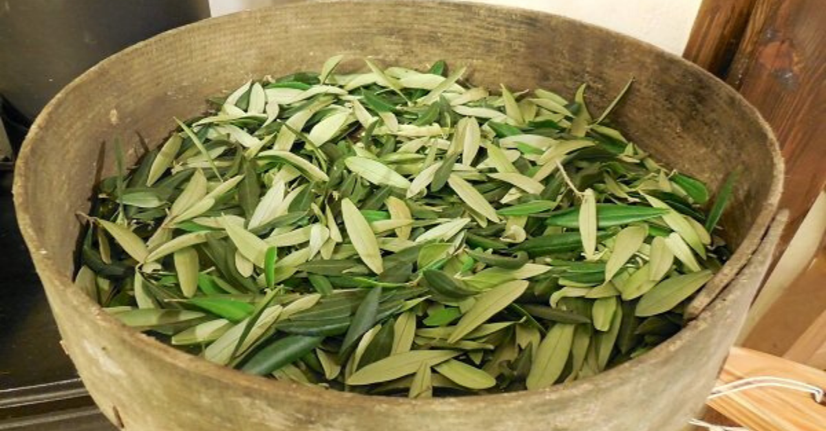 Folhas de Oliveira e seus inúmeros