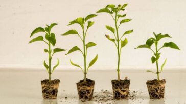 ciclo de vida das plantas