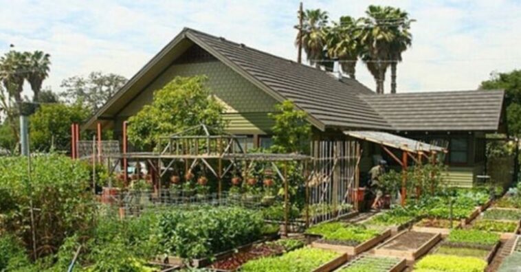 cidadão cultivam hortas em Les Avanchets