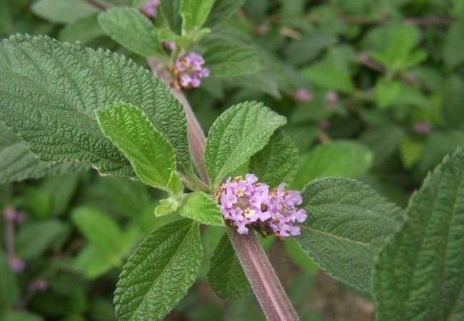 como plantar cidreira e fazer chá