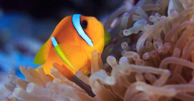 Casal de peixe-palhaço com tumor