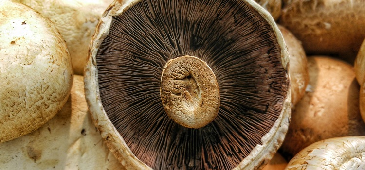 cogumelo portobello