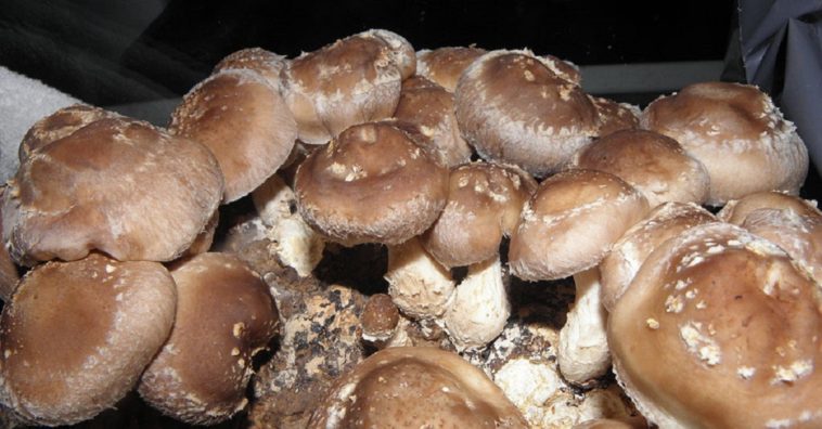 cogumelo shiitake