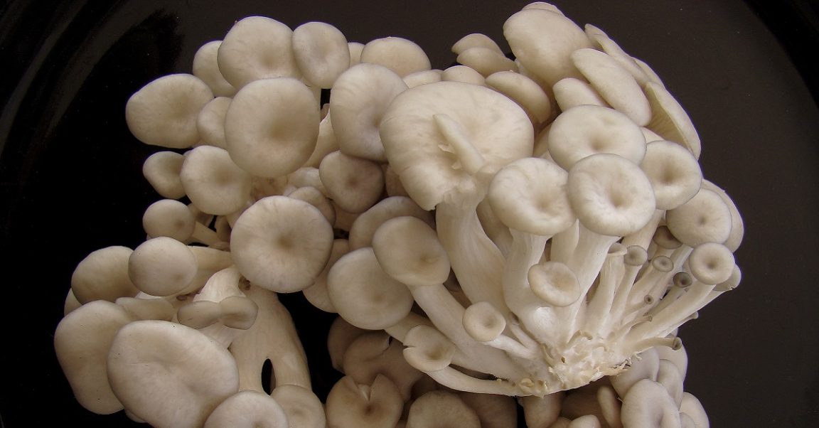Benefícios e como fazer cogumelo shimeji