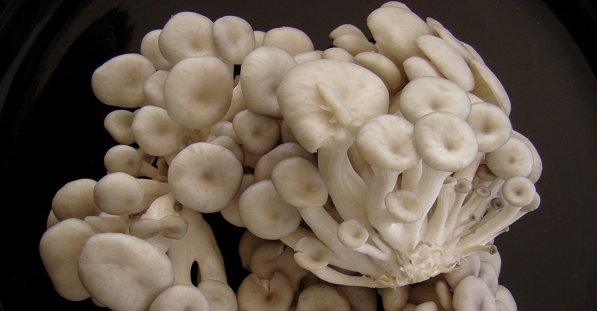 Benefícios e como fazer cogumelo shimeji