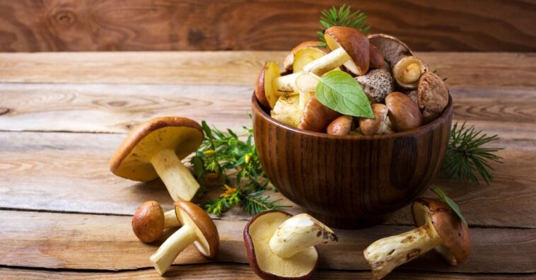 cogumelos não podem ser lavados