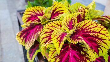 coleus como cuidar