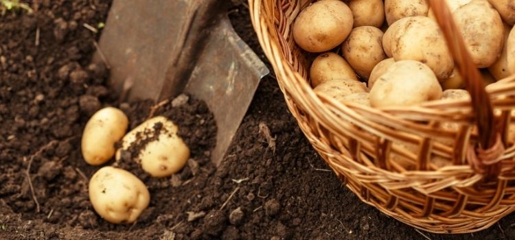 plantar batata em casa