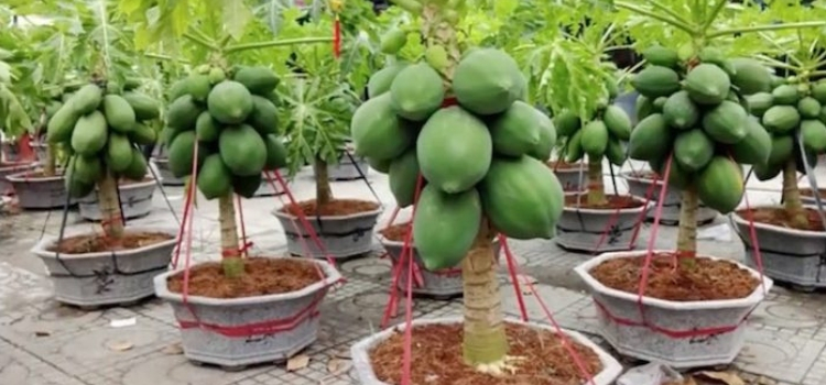 como plantar mamão em vaso passos