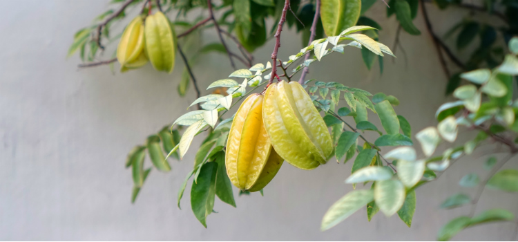 comer carambola faz mal quais