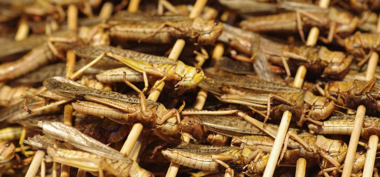 comer grilos benefícios