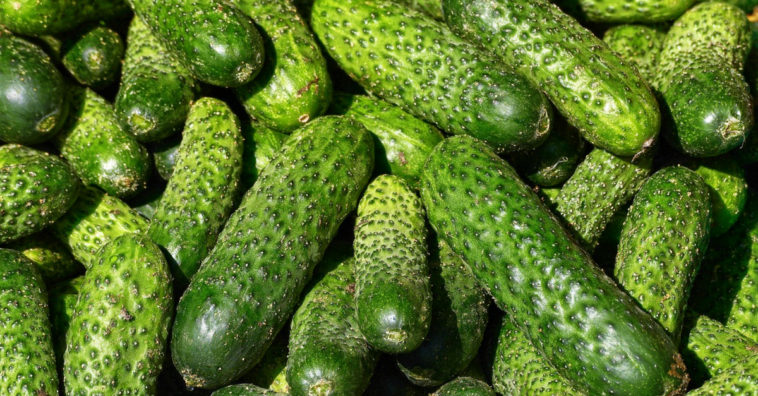 comer pepino a noite faz mal