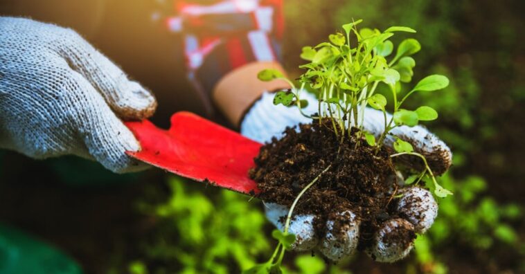 começar horta em casa