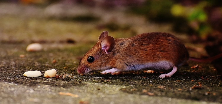 como acabar com ratos em casa