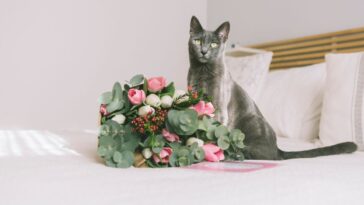 como afastar gatos das plantas