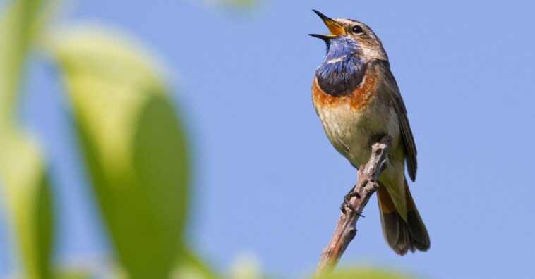 como atrair pássaros