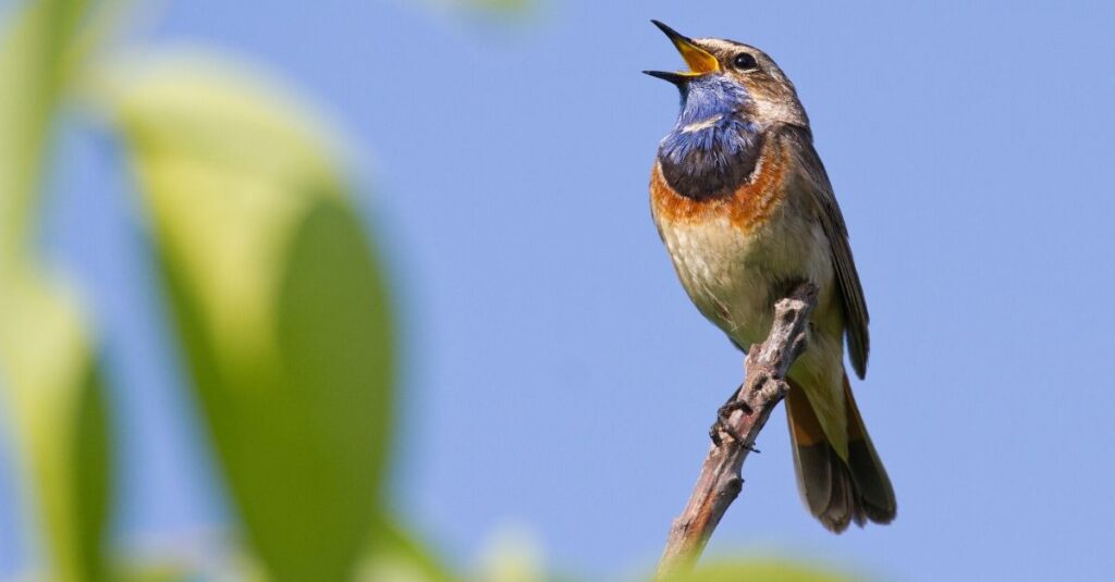 Como Atrair Passaros