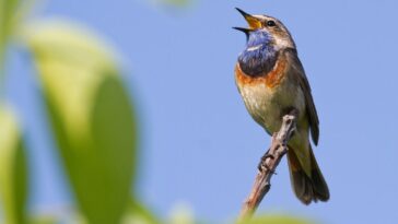 como atrair pássaros