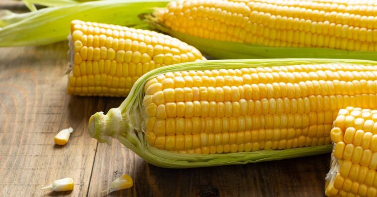 milho verde na espiga