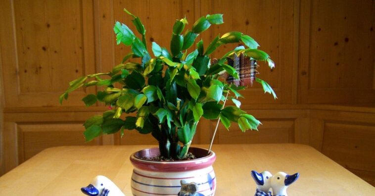 como cuidar da flor-de-maio