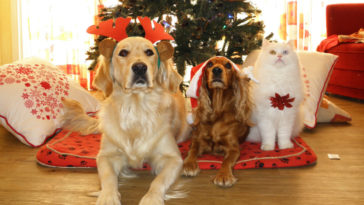 como cuidar de animais de estimação