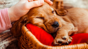 cuidados com cachorro no frio